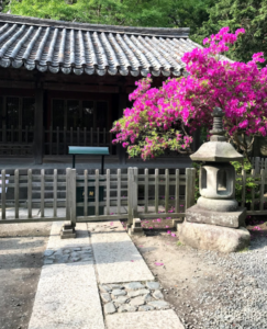 Beautiful bright pink flowers at Kotokuin Temple.