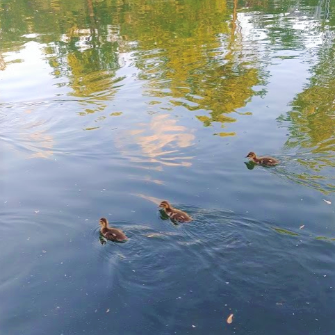 Three ducks in the water.