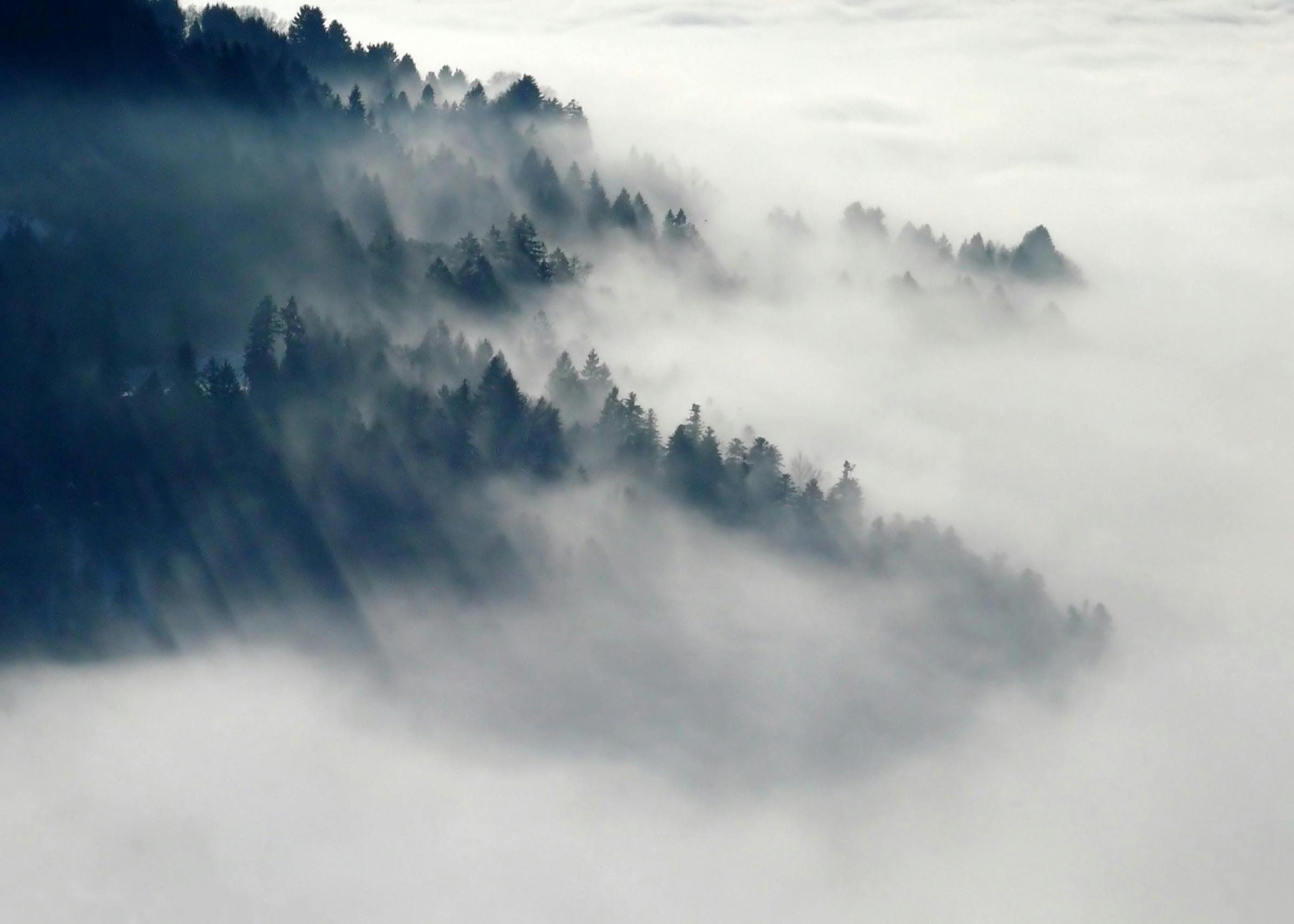 A captivating foggy mountain scene with tall trees emerging through dense mist. Atmospheric and serene.